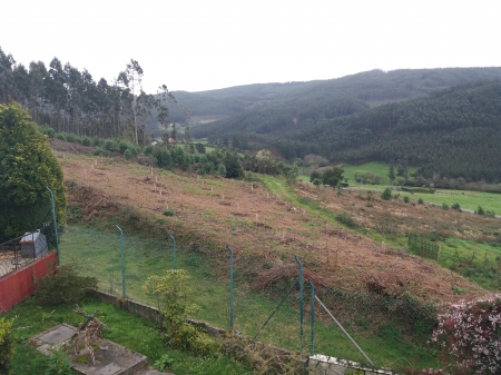 Reforestación en Cedeira