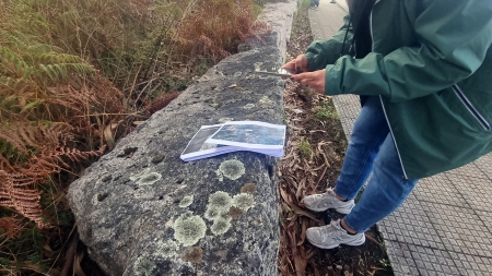 84 especies de líquenes certifican la pureza del aire en As Neves